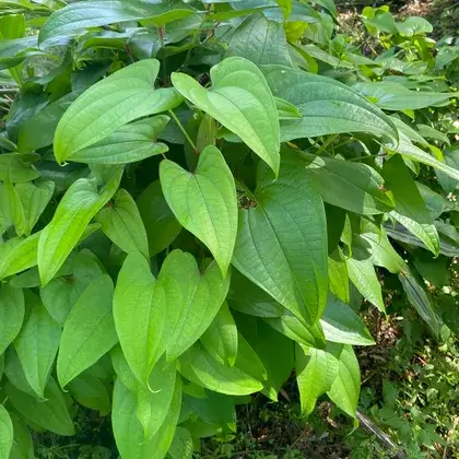 #2. Листья гиппокреата